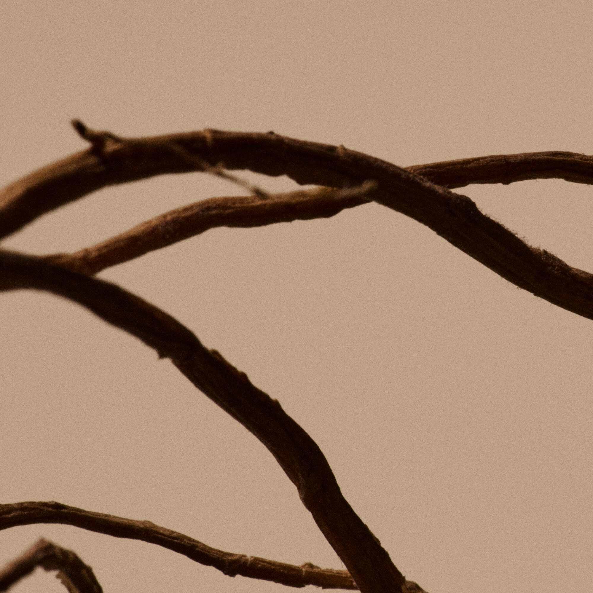 Solais Replenishing Hand Serum en frasco de vidrio.