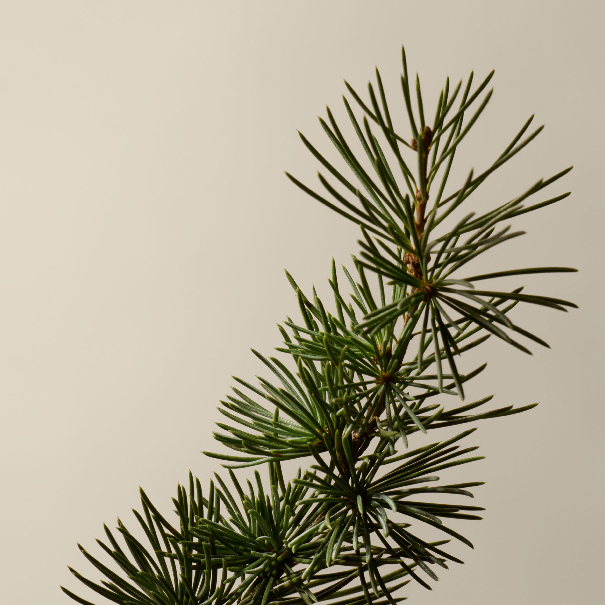 Resurrection Aromatique Hand Wash