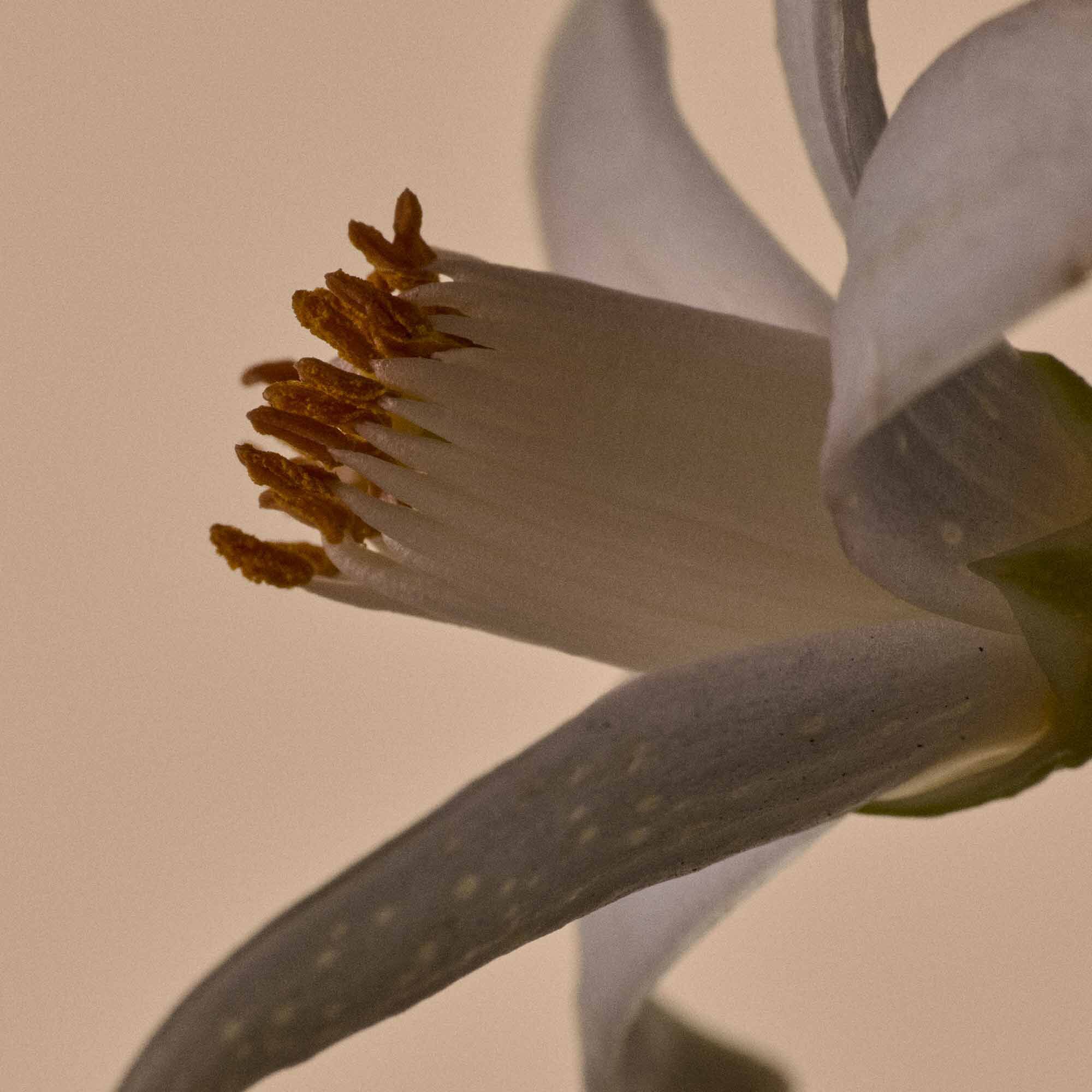 Solais Replenishing Hand Serum en frasco de vidrio.