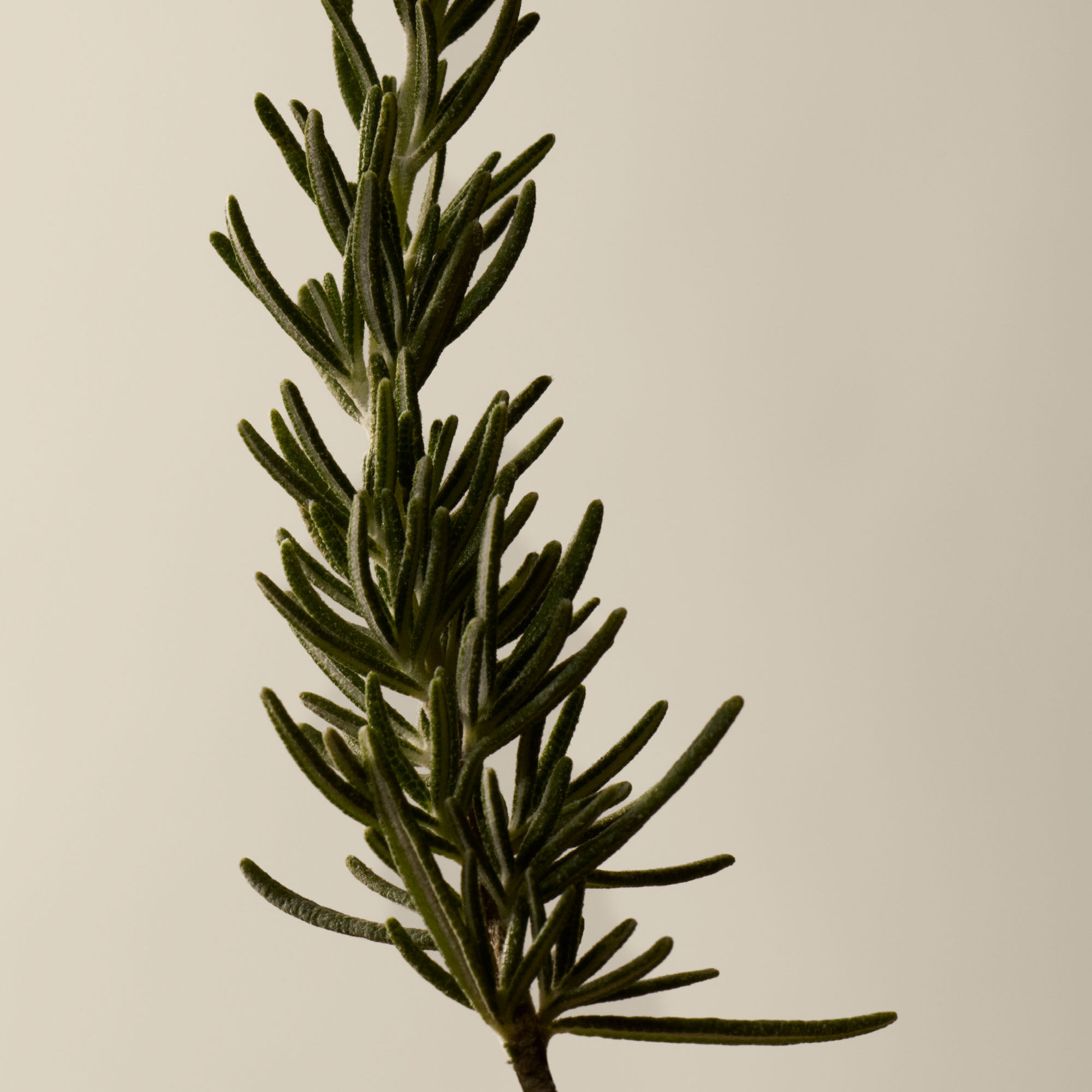 Resurrection Aromatique Hand Wash