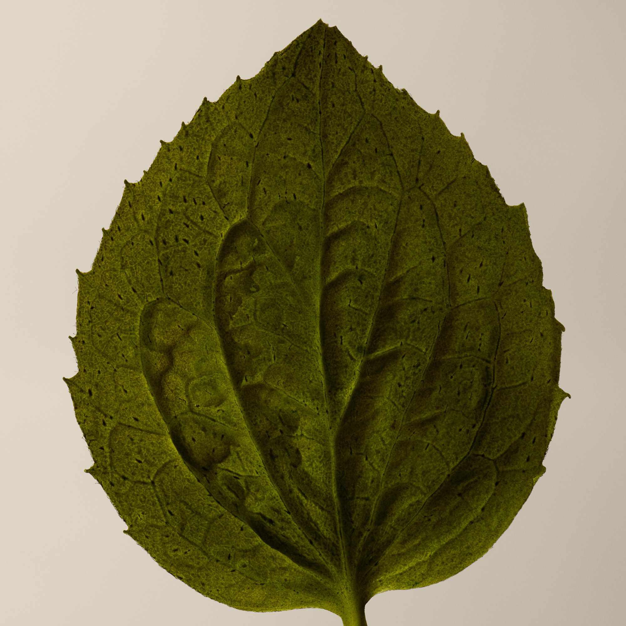 Coriander Seed Body Cleanser