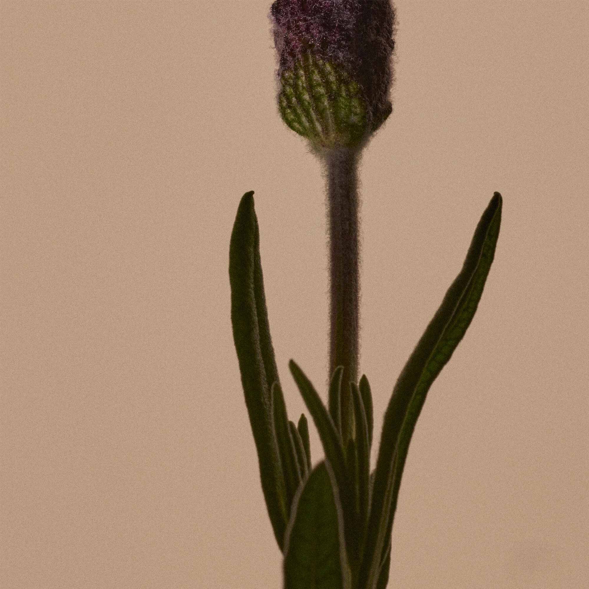 Solais Replenishing Hand Serum en frasco de vidrio.