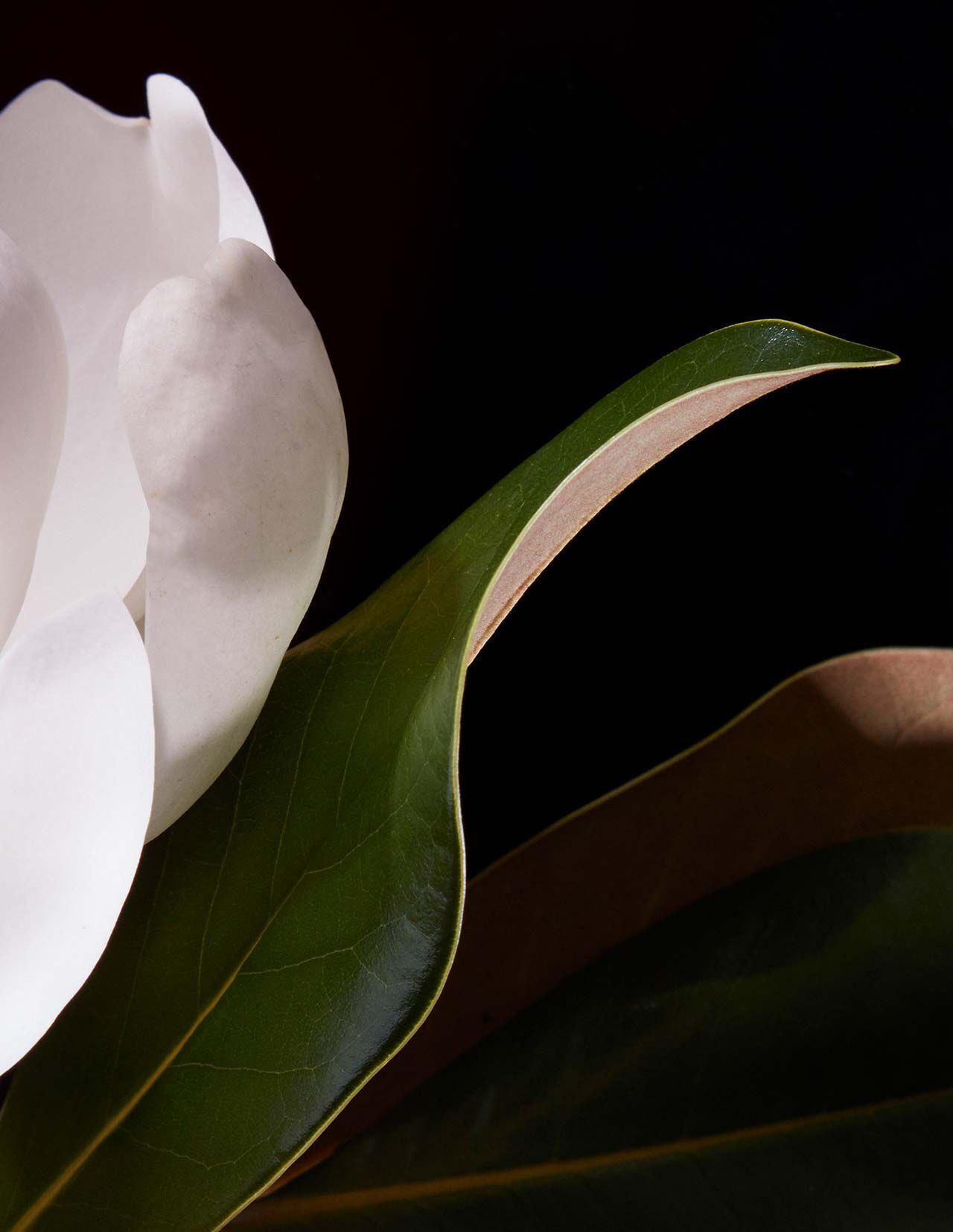 Petalo de flor blanca y hojas verdes brillantes sobre un fondo negro intenso, con bordes curvos y una iluminacion direccional suave.