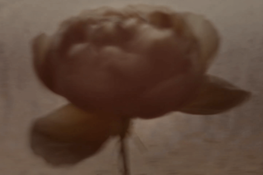 Sepia-toned blurred flower with soft petals and stem, set against a textured neutral background with gentle vintage grain.