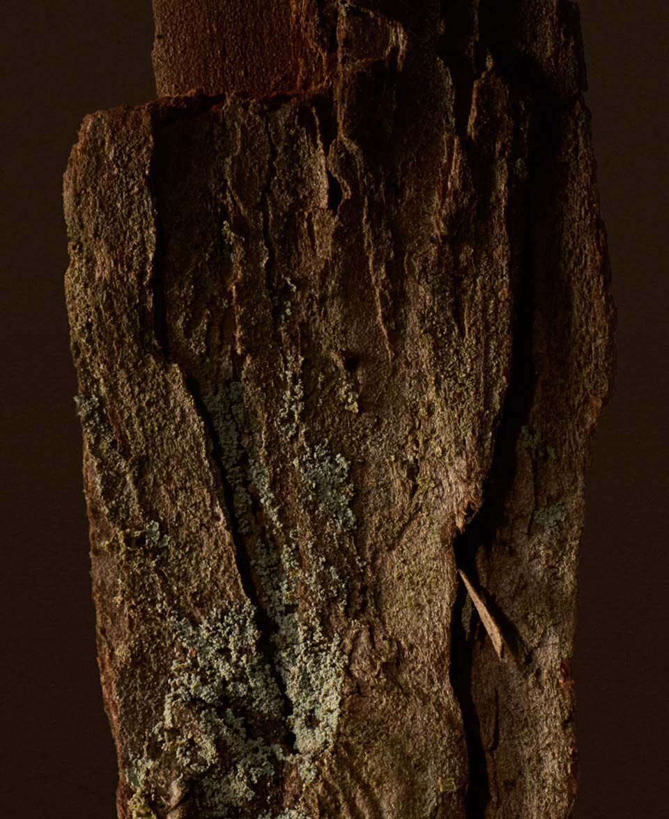 Primer plano de corteza de arbol texturizada en calidos tonos marrones y terrosos.