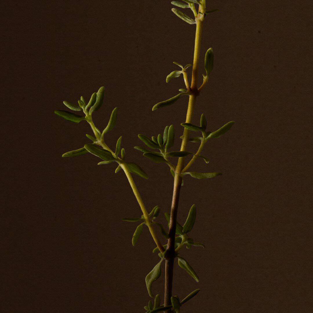 Close-up of a herb sprig with small green leaves against a dark background.