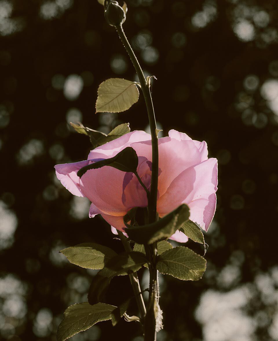 Una sola rosa rosa en flor sobre un esbelto tallo, contra un fondo oscuro y suavemente difuminado.