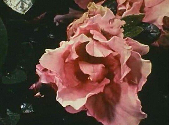 Under the microscope: Vitamin E Image