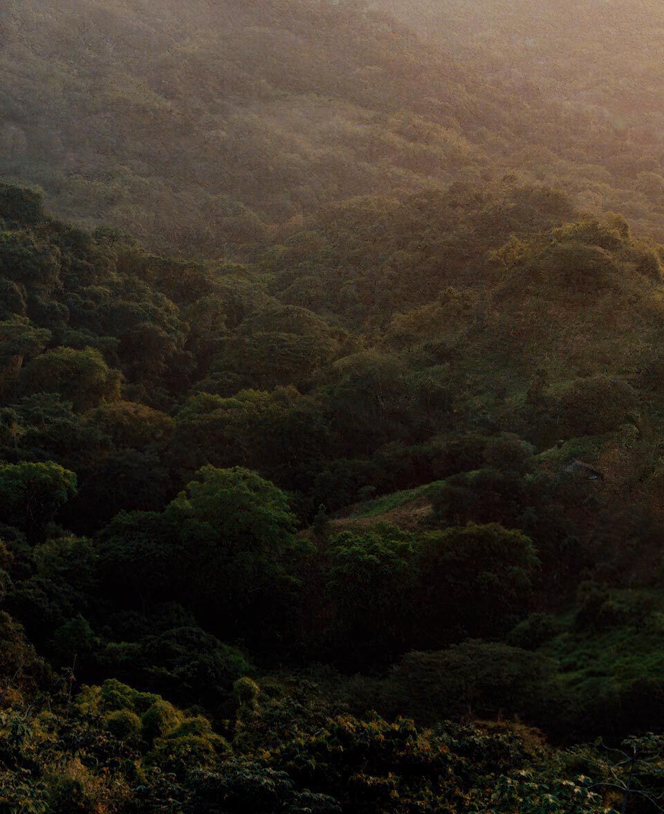 Dosel forestal y ladera que se desvanecen en una suave bruma bajo una luz solar tenue.