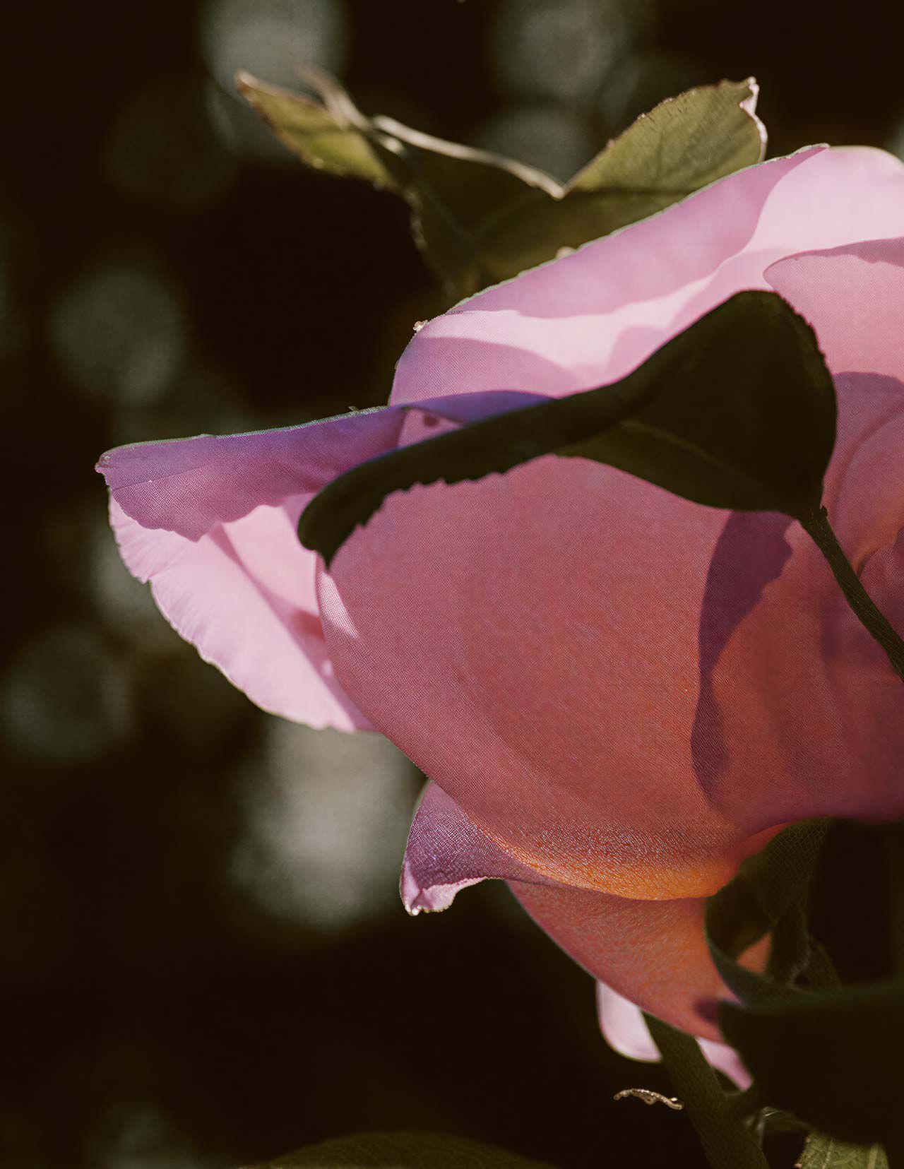 Primer plano de petalos de rosa rosados, con siluetas de hojas curvadas, suaves destellos y un fondo oscuro que acentua la textura floral estratificada.