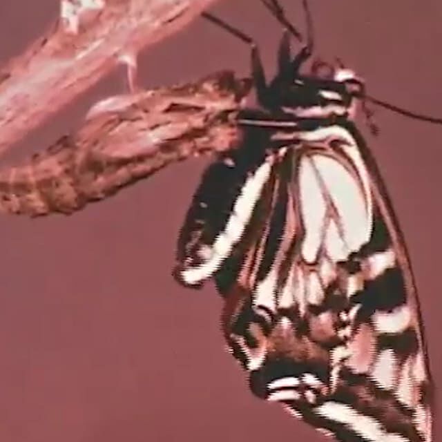 Imagen de Metamorfosis