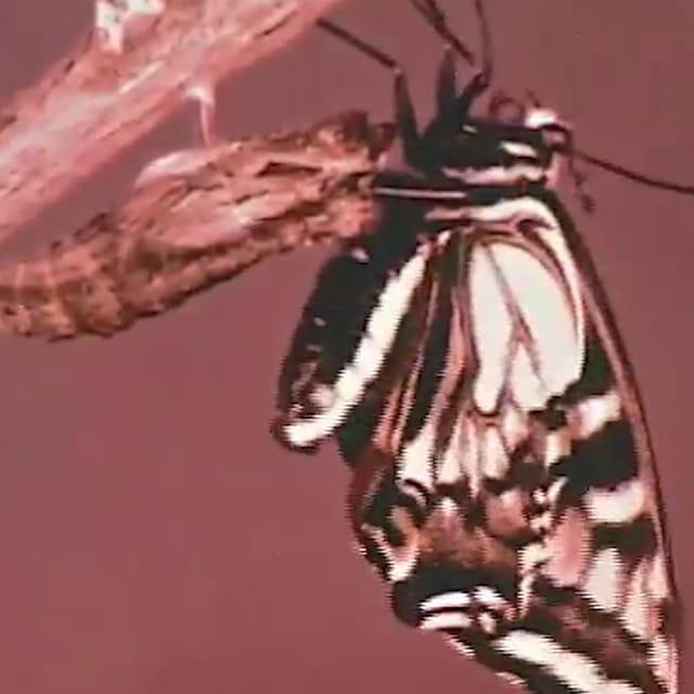 Imagen de Metamorfosis