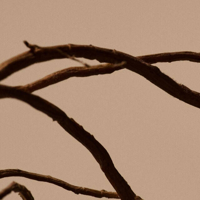 Imagen Raiz de Diente de Leon