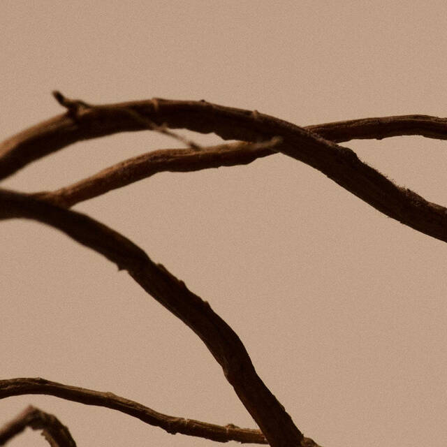 Imagen Raiz de Diente de Leon