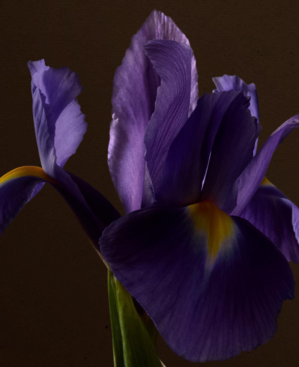 Primer plano de una flor de iris purpura sobre un fondo marron oscuro.