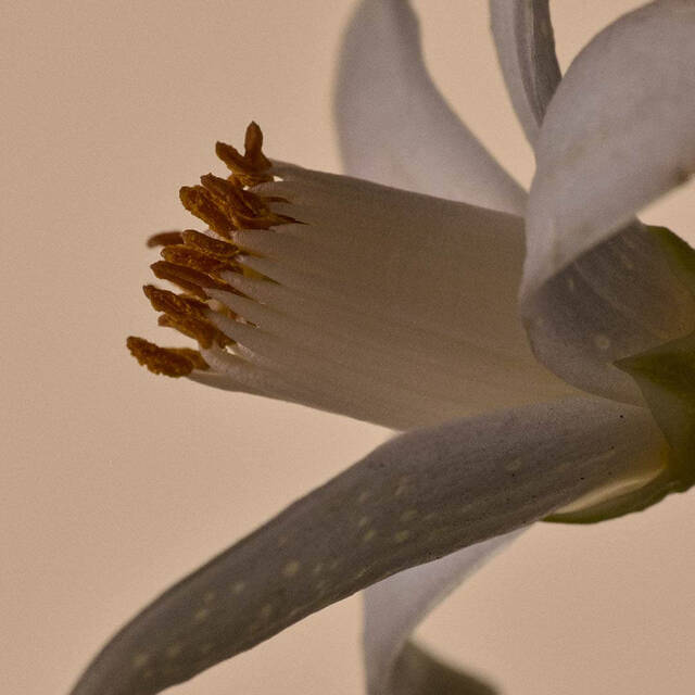 Imagen de Flor de Neroli