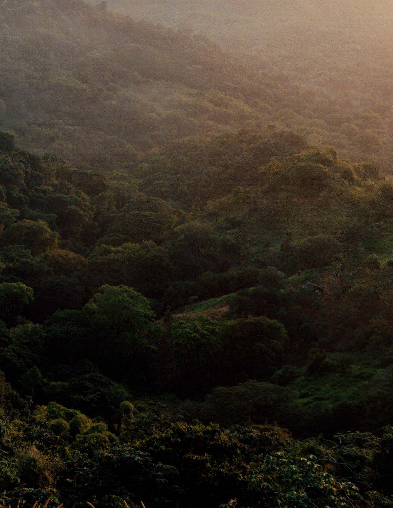 Denso dosel de bosque verde sobre colinas ondulantes, iluminado por una luz solar tenue y una ligera bruma, con texturas de follaje superpuestas.