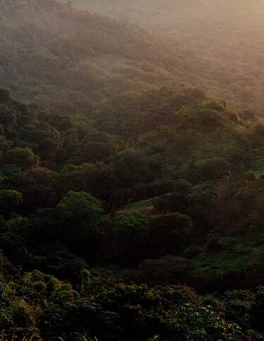 Denso dosel de bosque verde sobre colinas ondulantes, iluminado por una luz solar tenue y una ligera bruma, con texturas de follaje superpuestas.