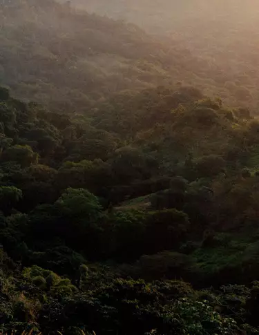 Denso dosel de bosque verde sobre colinas ondulantes, iluminado por una luz solar tenue y una ligera bruma, con texturas de follaje superpuestas.