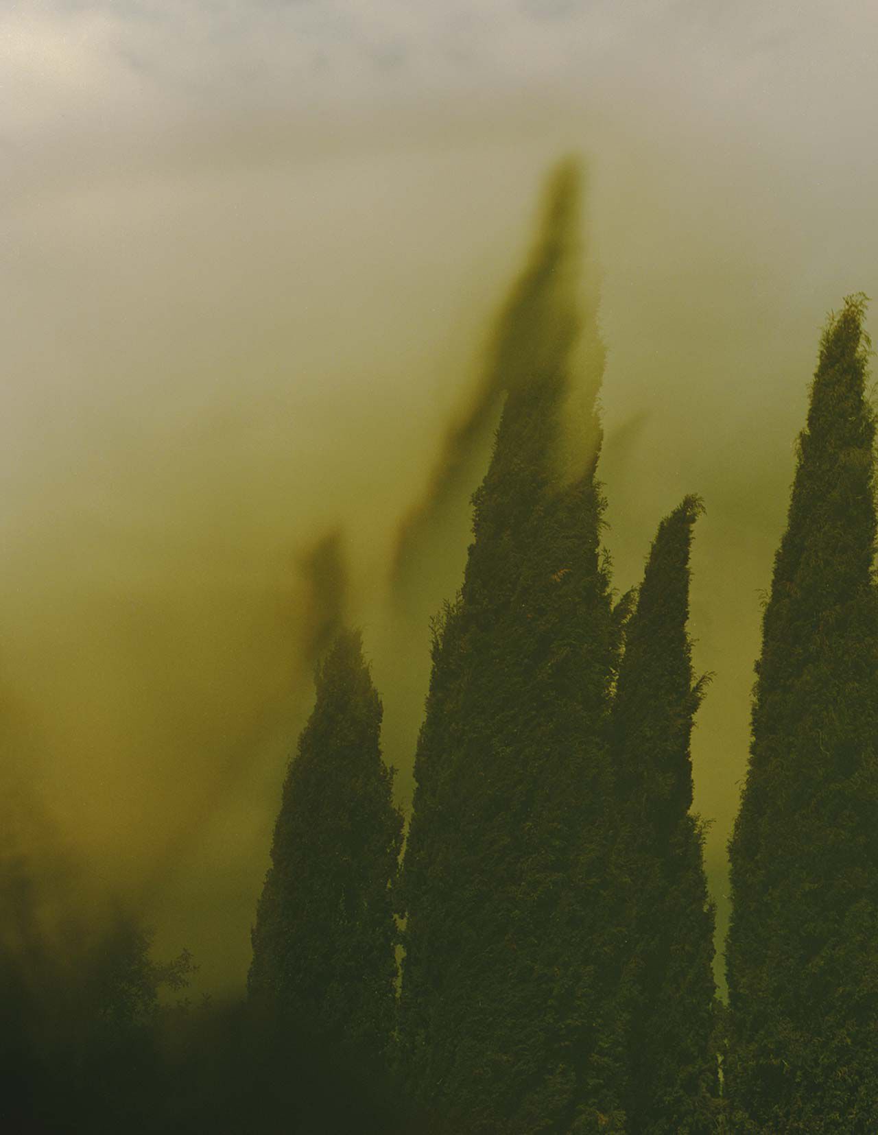 Altas formas verde oscuro, semejantes a cipreses, que se alzan entre una neblina verde amarillenta, con contornos suavemente desenfocados y una bruma atmosferica que recorre la escena.