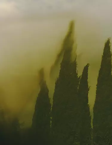 Altas formas verde oscuro, semejantes a cipreses, que se alzan entre una neblina verde amarillenta, con contornos suavemente desenfocados y una bruma atmosferica que recorre la escena.